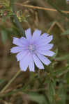 Chicory